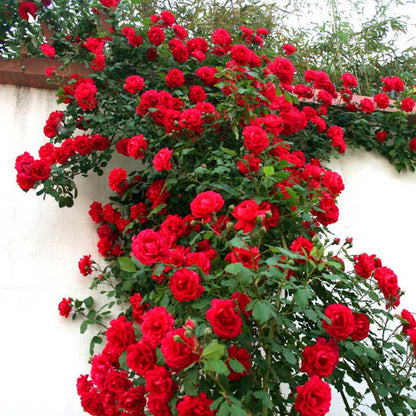 Climbing Rose Seed | 500 Pcs per Pack