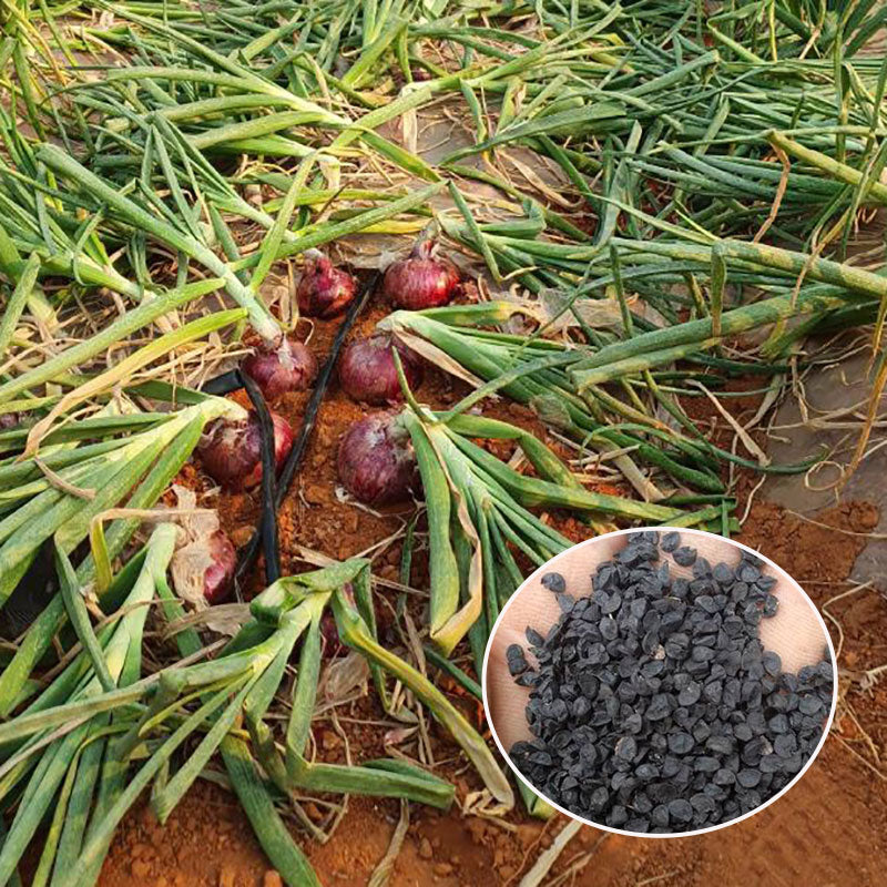 Onion Seeds | 500pcs Per Bag