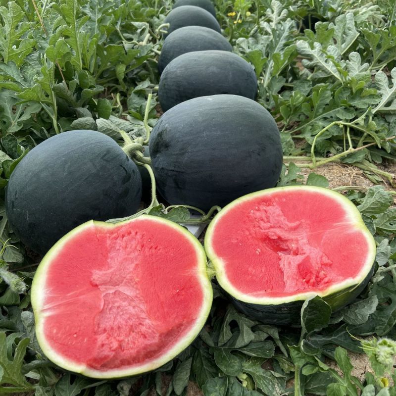 Watermelon Seeds | 40pcs Per Bag