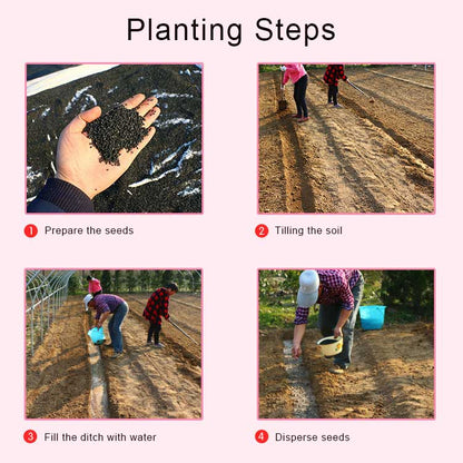 African daisy seeds | 1000 Pcs per Pack