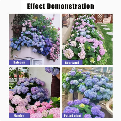 Hydrangea Seeds | 100 Pcs per Pack
