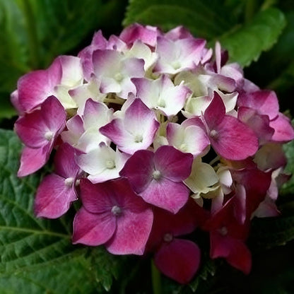 Hydrangea Seeds | 100 Pcs per Pack