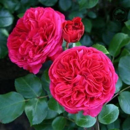 Climbing Rose Seed | 500 Pcs per Pack