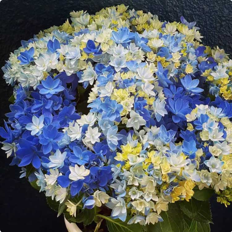 Hydrangea Seeds | 100 Pcs per Pack