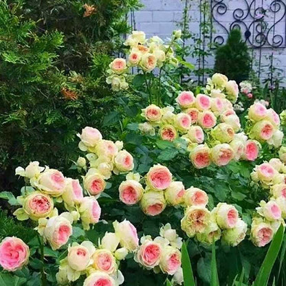 Climbing Rose Seed | 500 Pcs per Pack
