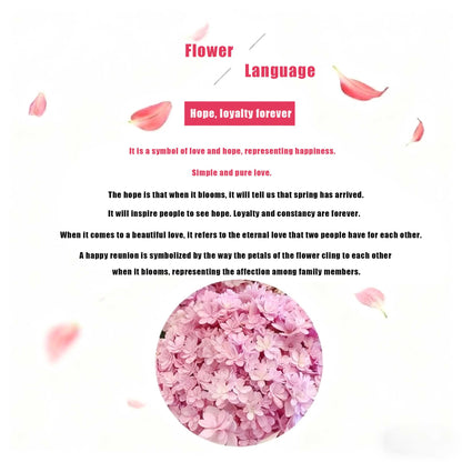 Hydrangea Seeds | 100 Pcs per Pack