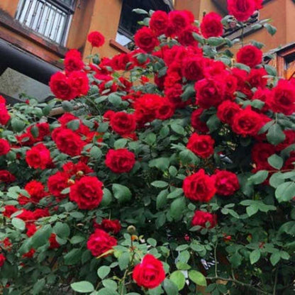 Climbing Rose Seed | 500 Pcs per Pack