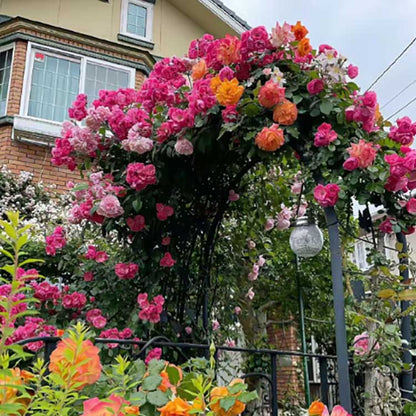 Climbing Rose Seed | 500 Pcs per Pack