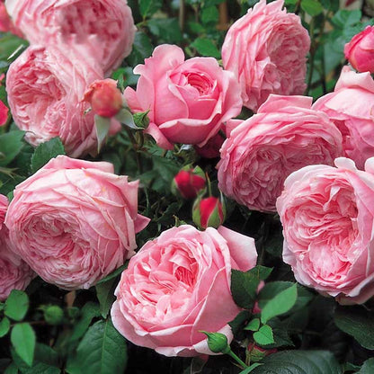 Climbing Rose Seed | 500 Pcs per Pack