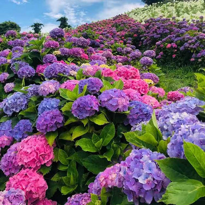 Hydrangea Seeds | 100 Pcs per Pack