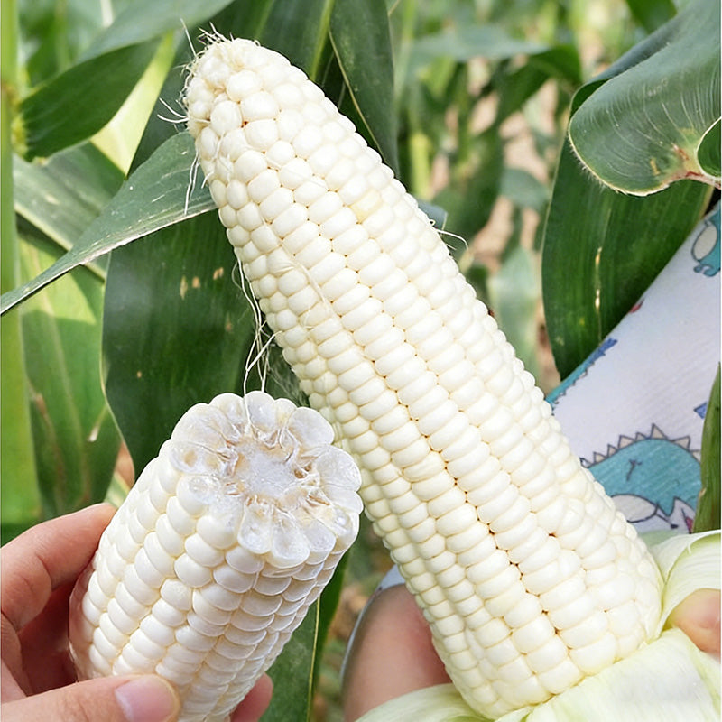 Corn Seeds | 40pcs Per Bag