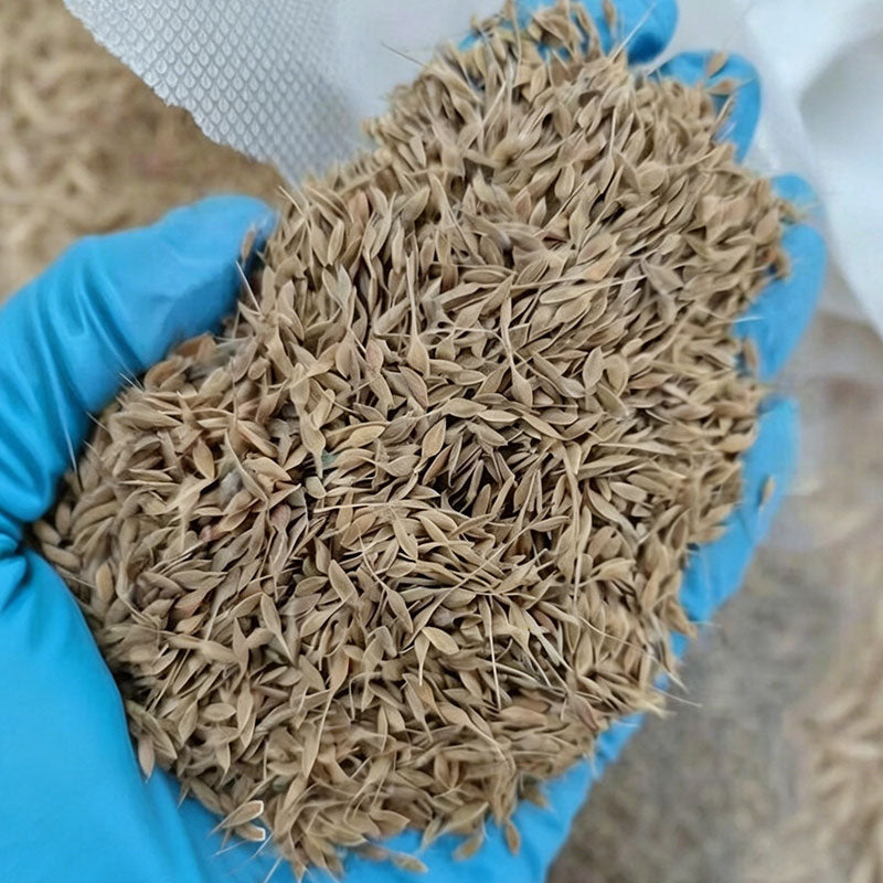 Clematis Flower Vine Seed  | 188pcs Per Bag