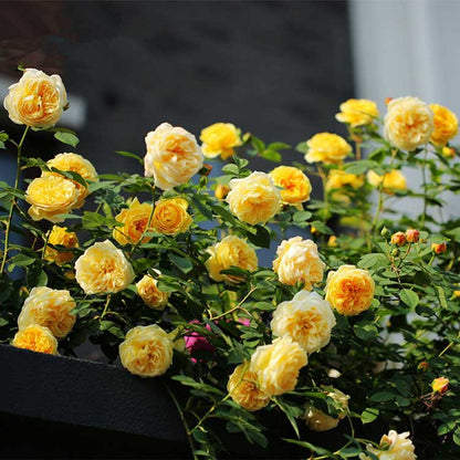 Climbing Rose Seed | 500 Pcs per Pack