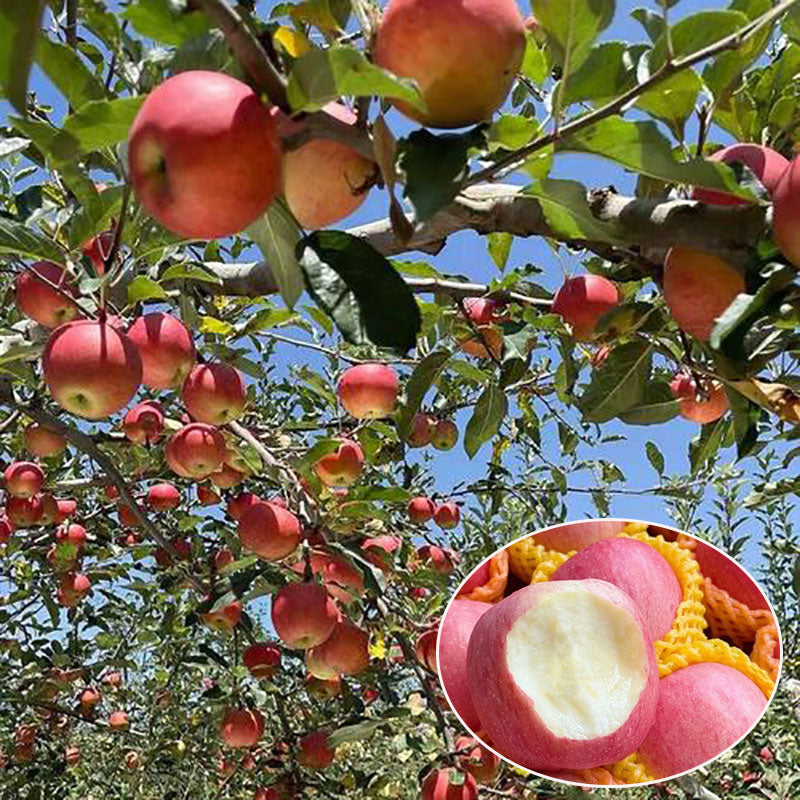 Apple Seeds | 20pcs Per Bag