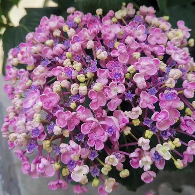 Hydrangea Seeds | 100 Pcs per Pack