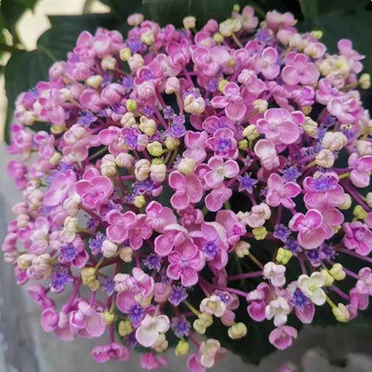 Hydrangea Seeds | 100 Pcs per Pack