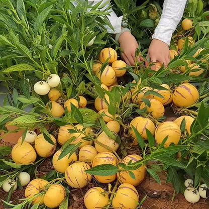 Ginseng Fruit Seeds | 50pcs Per Bag