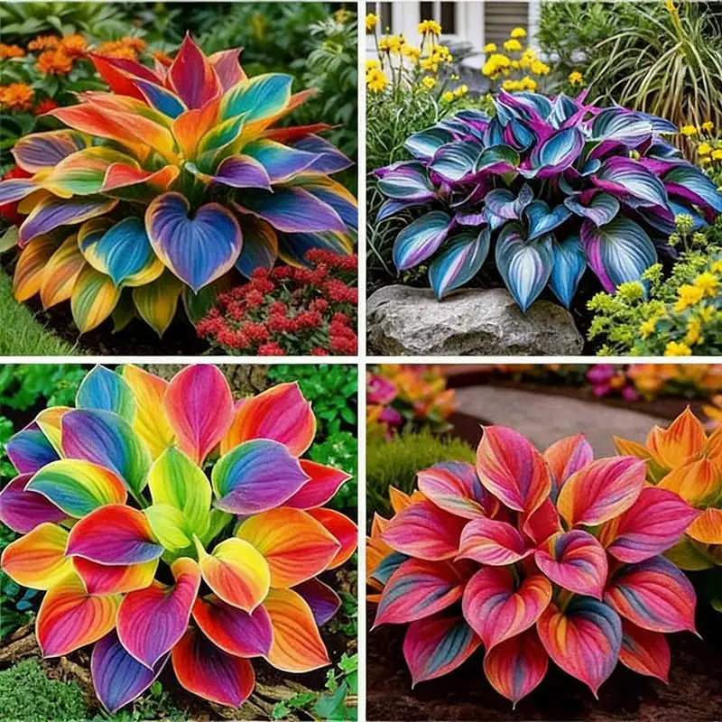Hosta Seeds | 1000pcs Per Bag