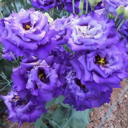 Eustoma grandiflorum Seeds | 1000pcs Per Bag