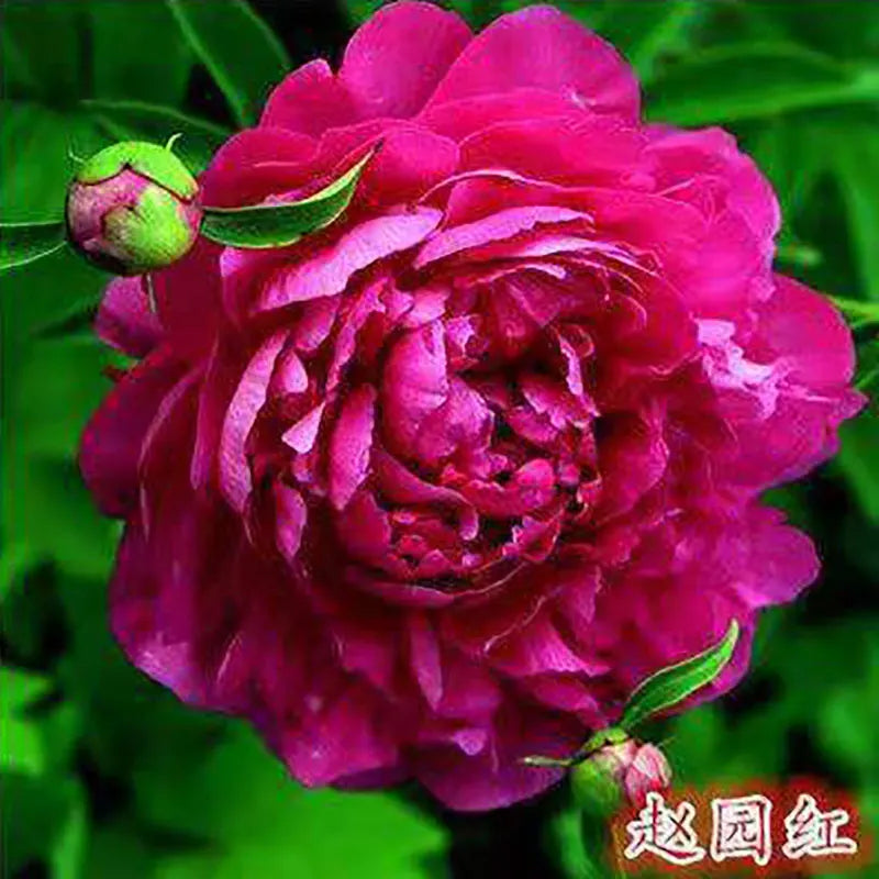 Peony Seeds | 100pcs Per Bag
