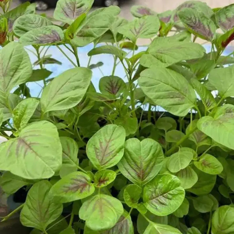Vegetable Seeds | 10 Grams Per Bag