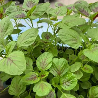 Vegetable Seeds | 10 Grams Per Bag
