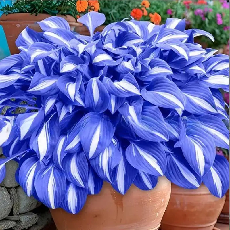 Hosta Seeds | 1000pcs Per Bag