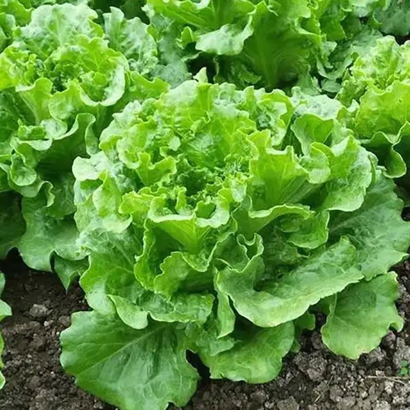 Vegetable Seeds | 10 Grams Per Bag