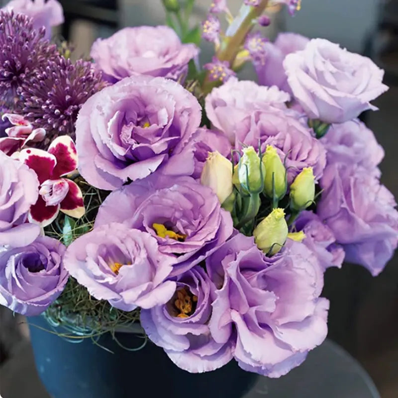 Eustoma grandiflorum Seeds | 1000pcs Per Bag