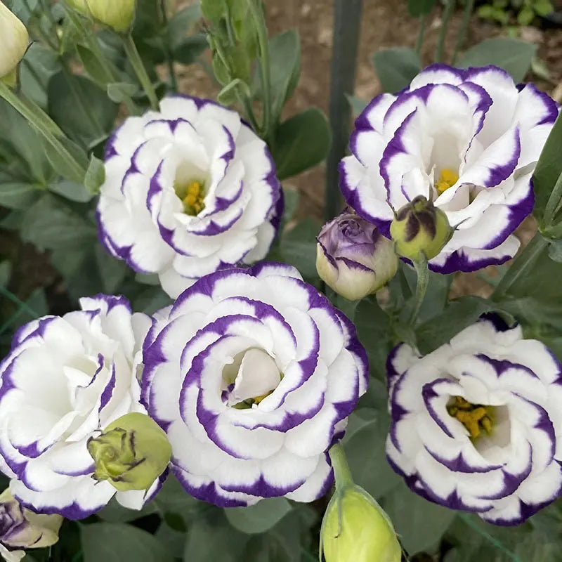 Eustoma grandiflorum Seeds | 1000pcs Per Bag