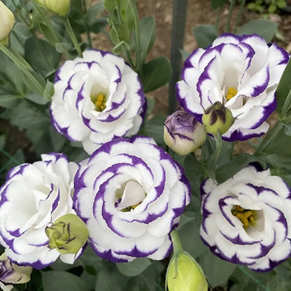 Eustoma grandiflorum Seeds | 1000pcs Per Bag