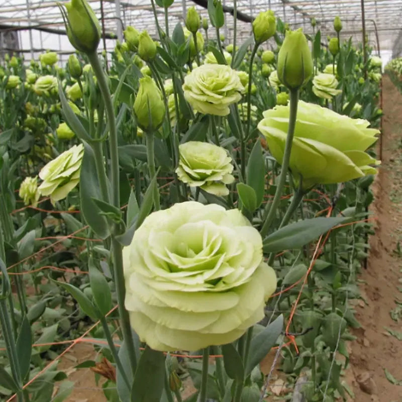 Eustoma grandiflorum Seeds | 1000pcs Per Bag