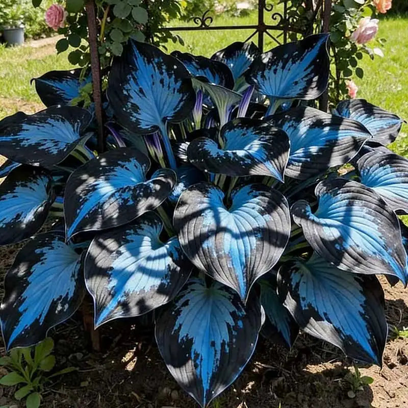Hosta Seeds | 1000pcs Per Bag