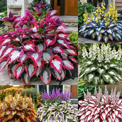 Hosta Seeds | 1000pcs Per Bag
