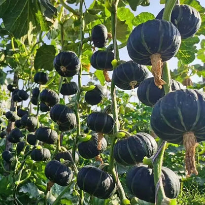 Vegetable Seeds | 10 Grams Per Bag