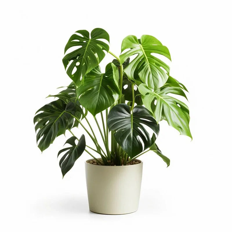 Bonsai flowers Seeds | 10 Grams Per Bag