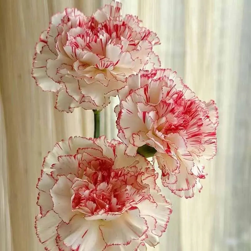 Carnation Seeds | 528pcs Per Bag