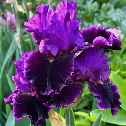 Blue Iris Seeds | 1000pcs Per Bag