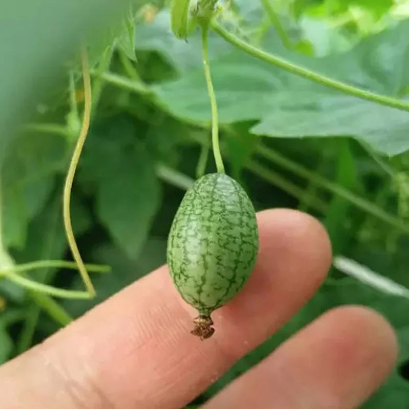 Vegetable Seeds | 10 Grams Per Bag