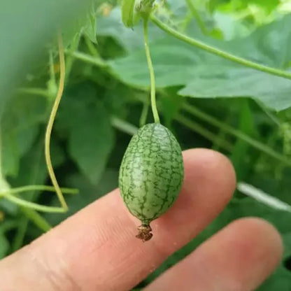 Vegetable Seeds | 10 Grams Per Bag