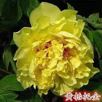 Peony Seeds | 100pcs Per Bag