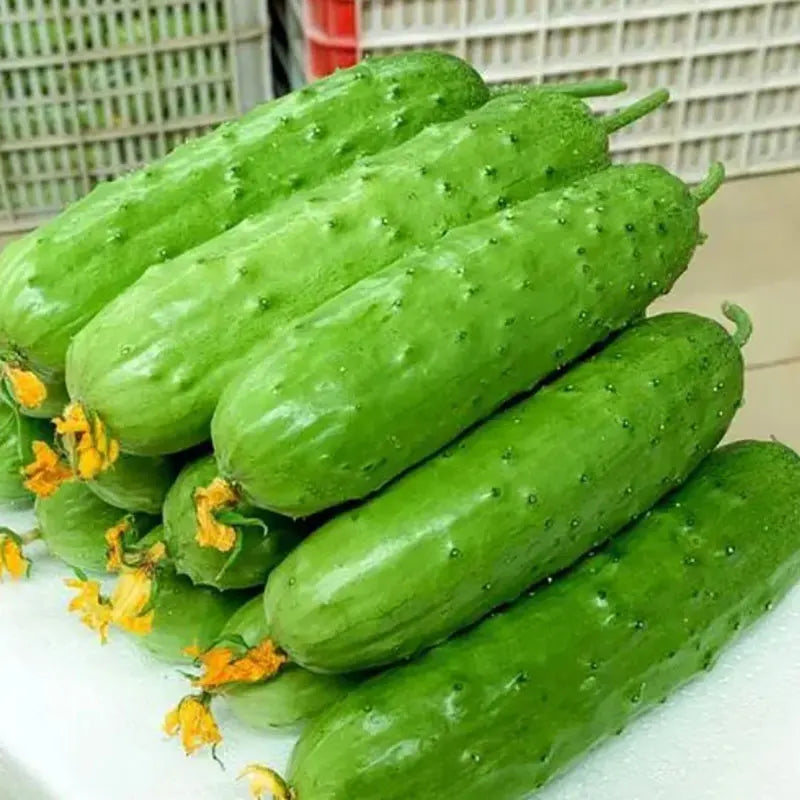 Vegetable Seeds | 10 Grams Per Bag