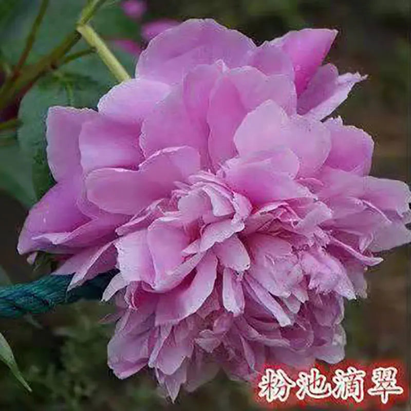 Peony Seeds | 100pcs Per Bag