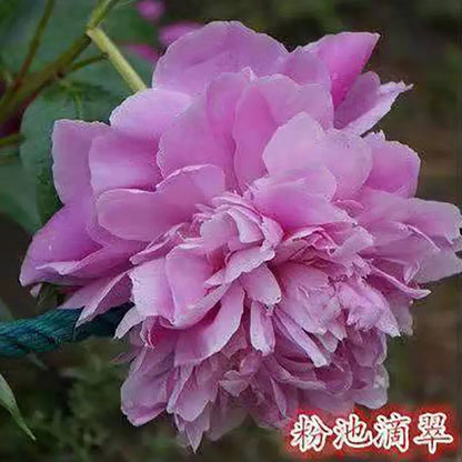 Peony Seeds | 100pcs Per Bag