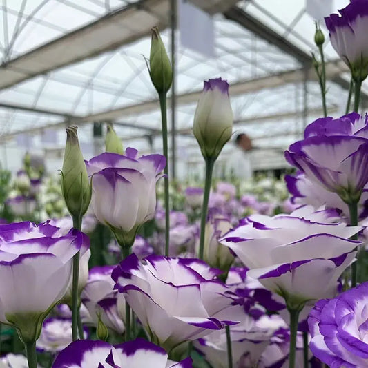 Eustoma grandiflorum Seeds | 500pcs Per Bag