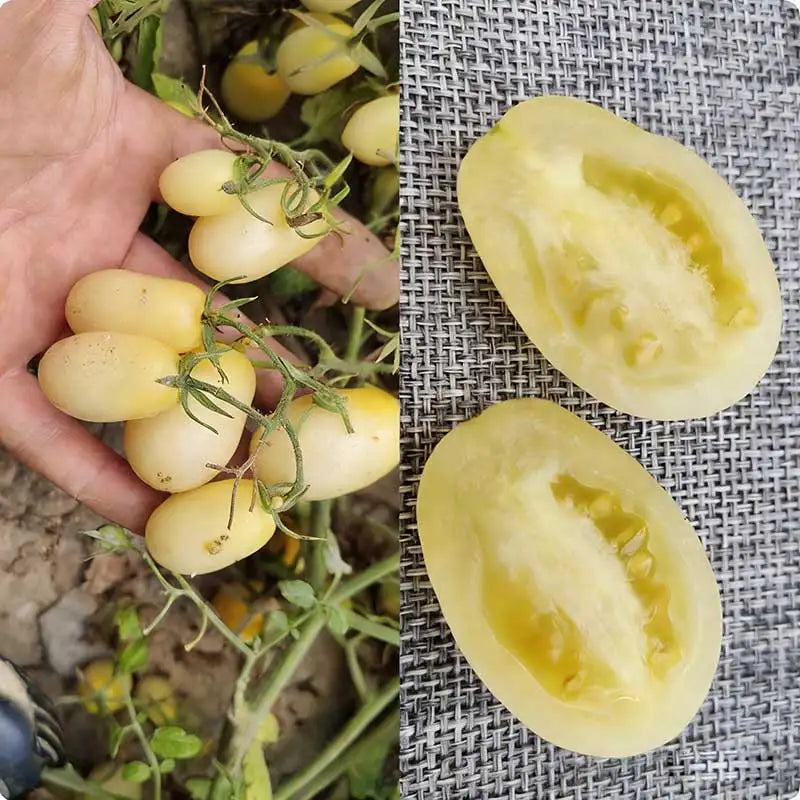 Tomato Seeds | 100pcs Per Bag