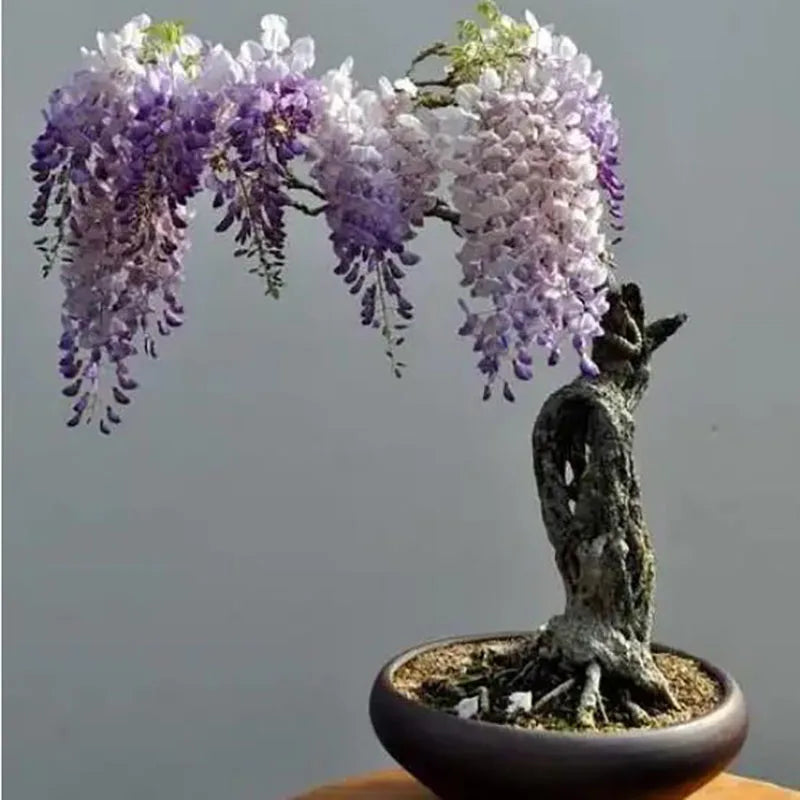 Bonsai flowers Seeds | 10 Grams Per Bag