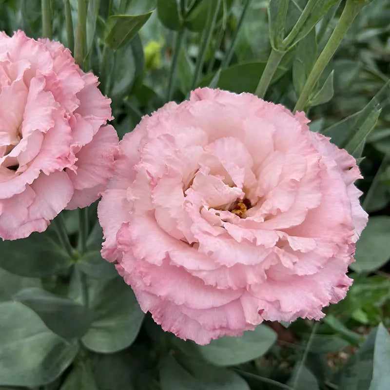 Eustoma grandiflorum Seeds | 1000pcs Per Bag