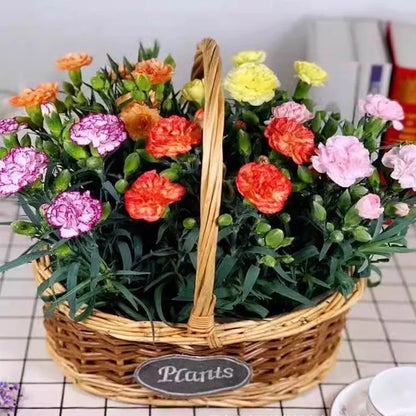 Carnation Seeds | 300pcs Per Bag