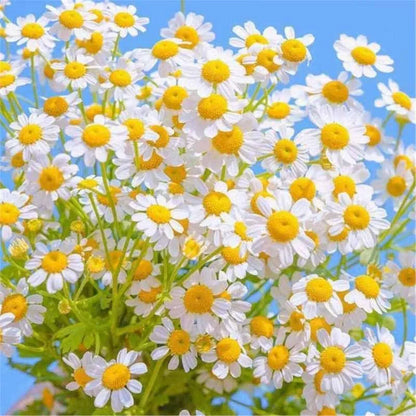 Daisy Seeds | 10 Grams Per Bag